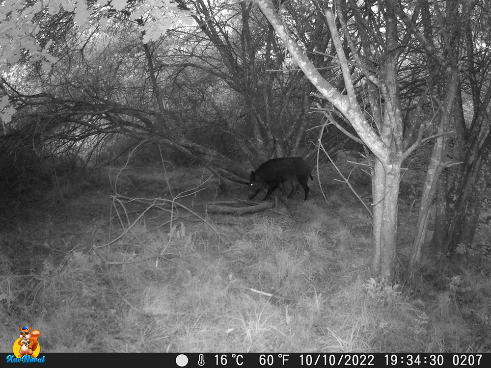 Goudron pour sangliers - Test caméra chasse et animaux sauvages