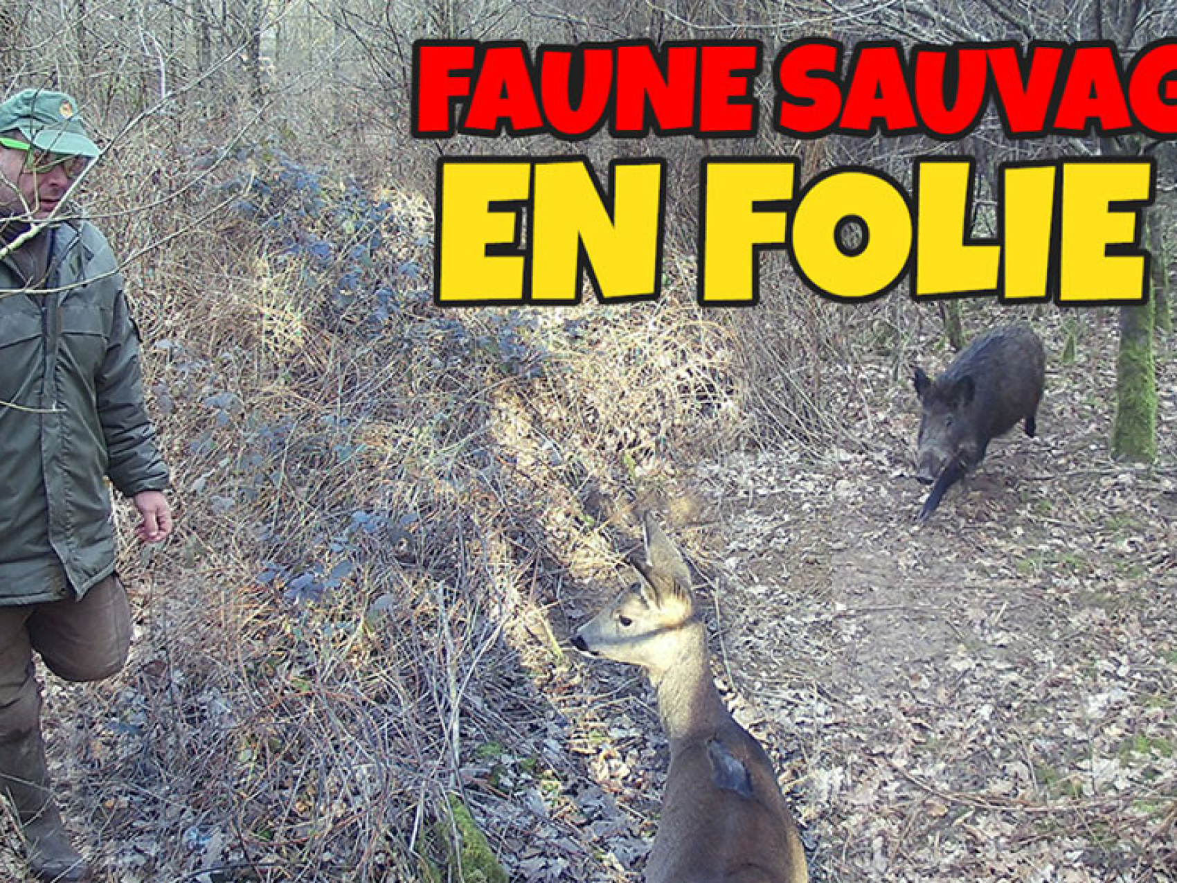 animaux de la faune sauvage