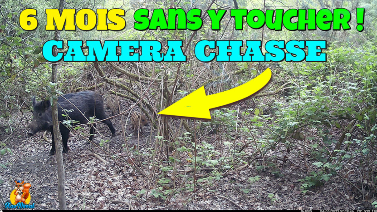 6 mois sans toucher à la caméra chasse CAMPARK T180