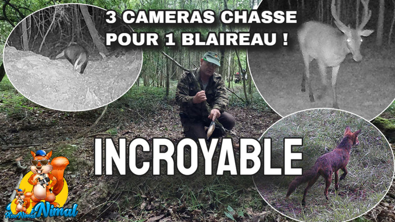 comment filmer des blaireaux