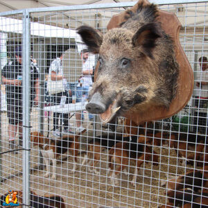 chiens au game fair