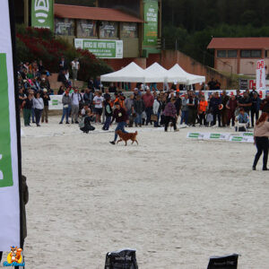 chiens au game fair