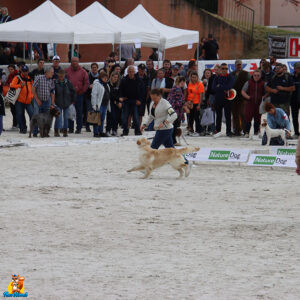 chiens au game fair