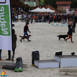 chiens au game fair