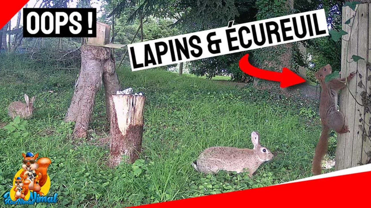 quand un écureuil attaque un lapin