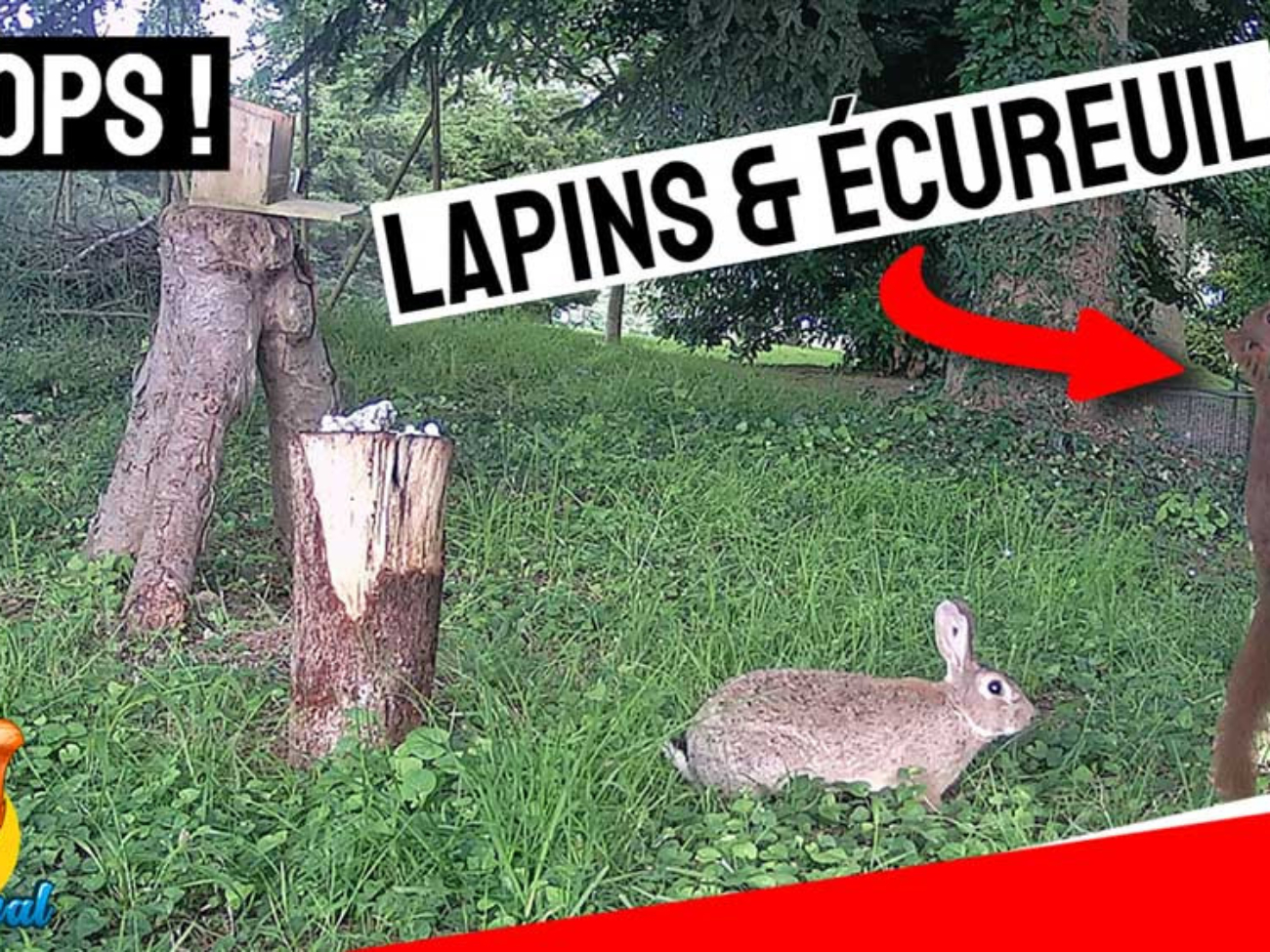 quand un écureuil attaque un lapin