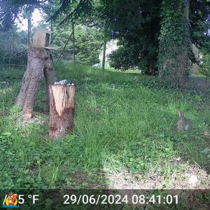 jeune lapin de garenne