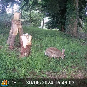 lapin de garenne